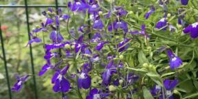 Quando plantar lobelia para mudas e como fazê-lo corretamente