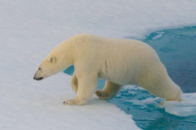 fatos interessantes: ursos polares não pode ser detectada com um gerador de imagens térmica