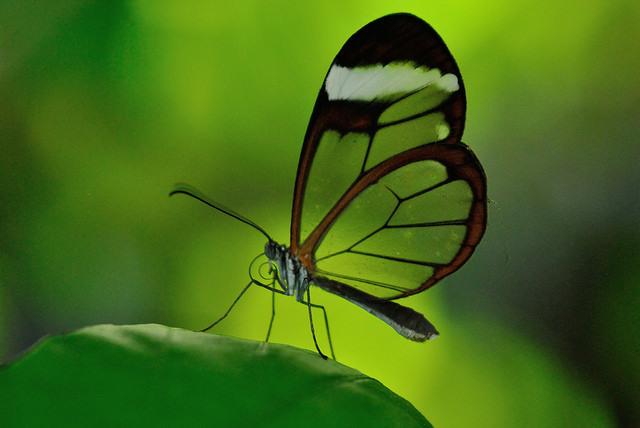 Como é belo para fotografar uma borboleta