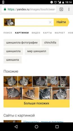 "Yandex": a determinação do animal na imagem