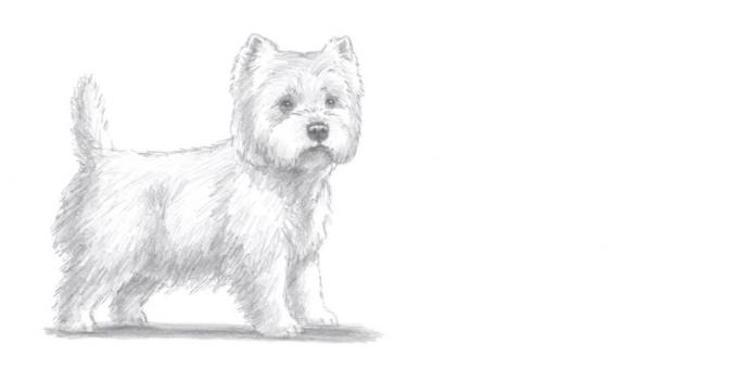 Como desenhar um cão que está em um estilo realista