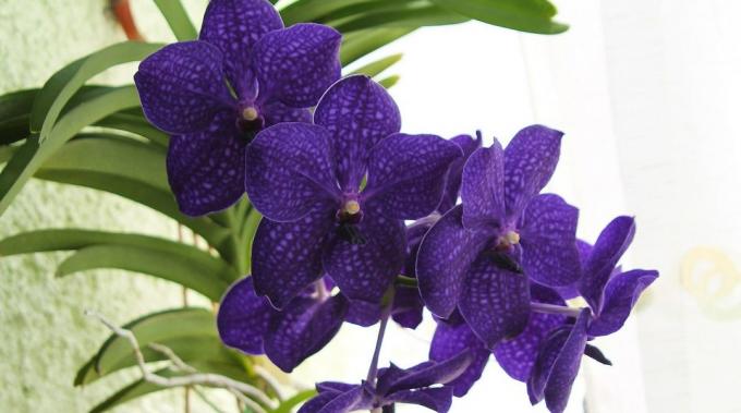 Como cuidar de orquídeas Vanda