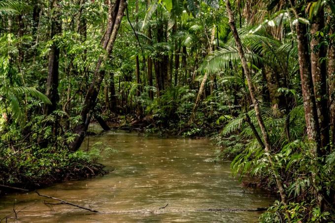 Fatos interessantes: 20% do oxigênio produzido na floresta amazônica