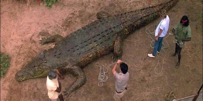 Filmes de crocodilo: "Dark Times"