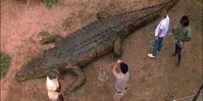 7 filmes de crocodilo assustadores e engraçados