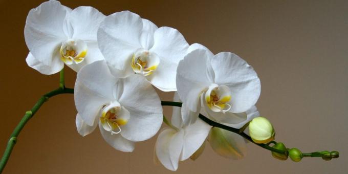 Como cuidar de orquídeas phalaenopsis