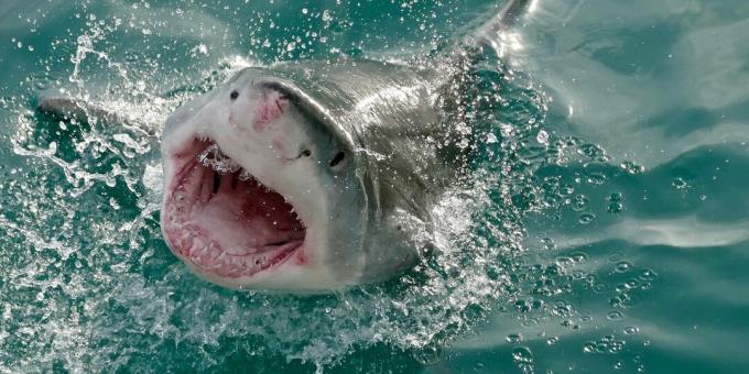 Equívocos populares: tubarões atacam humanos por engano
