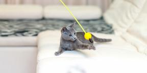 Gato azul russo: descrição, natureza e regras de cuidado