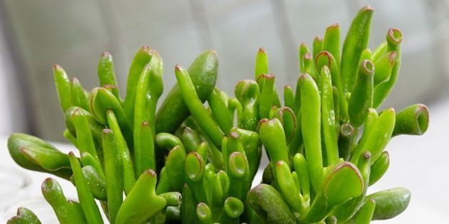 Crassula hobbit