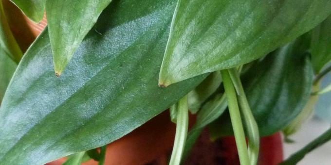 Cuidados Spathiphyllum em casa: Como tratar Spathiphyllum se pontas da folha seca