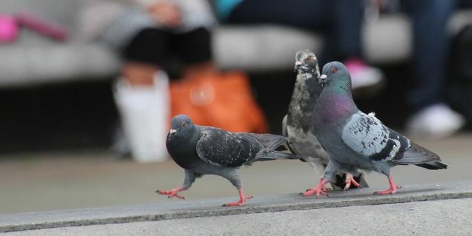 Os pássaros mais espertos do mundo: pombos