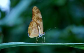 Como é belo para fotografar uma borboleta: 8 dicas