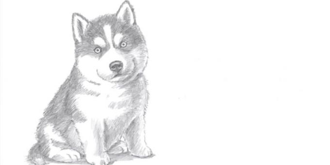 Como desenhar um cão sentado em um estilo realista