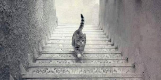 Gato subindo as escadas