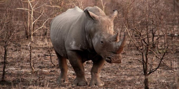 chifre de rinoceronte