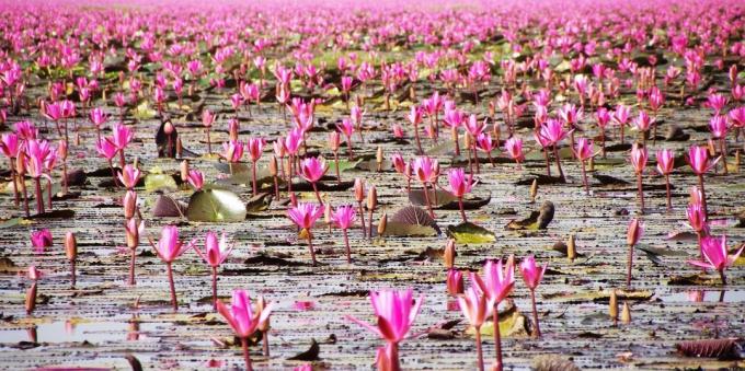 território asiático conscientemente atrai turistas: Lago Nong Han Kumphavapi, Tailândia