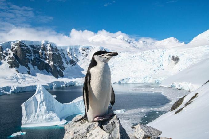 Antártica: foto de um pinguim