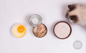 Receitas: biscoitos de peixe para gatos