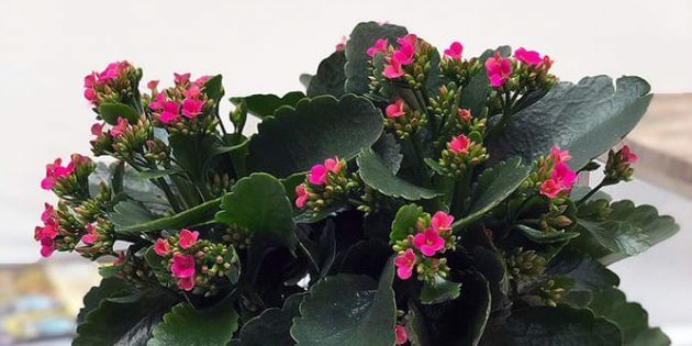 kalanchoe blossfeldiana