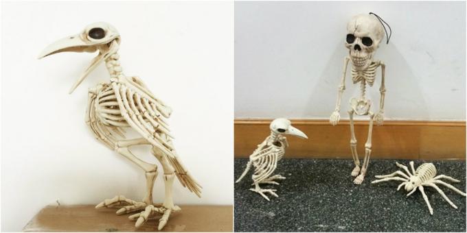 corvo esqueleto
